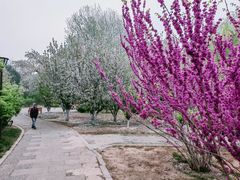 -海棠花溪(元大都城垣遗址公园)