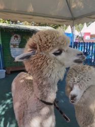 -萌宠亲子动物乐园(槐房万达店)