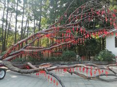 -广州市帽峰山景区