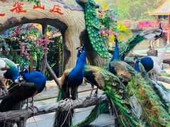 -西双版纳原始森林公园