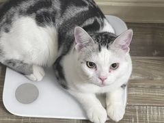 -喵zoo家庭繁育猫舍(尖东智能花园店)