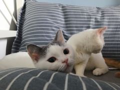 -东方名猫馆·英短金渐层布偶猫舍(环线广场1号楼店)