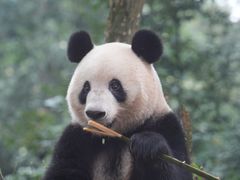 -中国大熊猫保护研究中心雅安碧峰峡基地