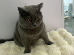 -爱洗澡的猫(望京店)