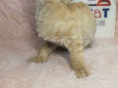 -十年猫舍·猫咪专门店(普陀店)