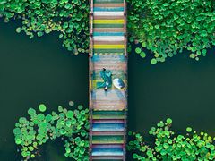 -荷塘月色湿地公园·向阳花洲