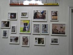 -瑞派康怡24h宠物医院·犬猫医疗中心·微创绝育(瑞景分院)