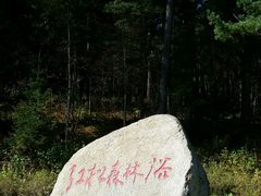 看松树的地方-五营红松林海景区