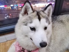 -Husky Go! 哈士奇体验馆·宠物咖啡厅狗咖