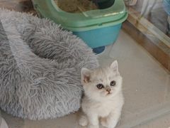 -糯米喵星人总部直营旗舰店·猫舍·幼猫出售