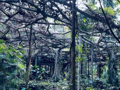 -广西壮族自治区药用植物园