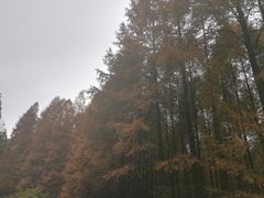 -山王坪喀斯特国家生态公园