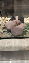 -Moni星球萌宠·小马宝莉·灵蛇·高端高阶全萌宠互动体验俱乐部(红豆国际广场店)