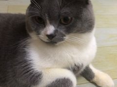 -瑞鹏宠物医院