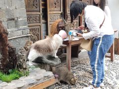 -喵屿·大理花园猫咖