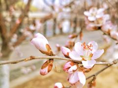 -桃花堤公园