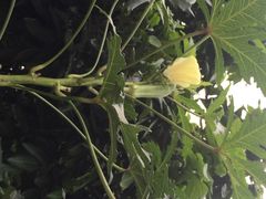 iphone_upload_pic-烟桥古村