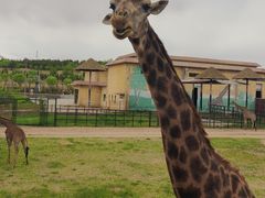 -鄂尔多斯野生动物园