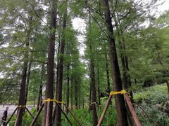 -重庆彩云湖湿地公园