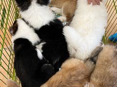 -Let's go狗咖·猫咖·奶狗·桌游(春熙路IFS店)