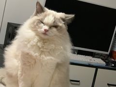 -Bastet sally猫舍购宠(静安店)