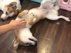 -柯斗斗主题餐厅·狗咖·围炉煮茶·茶饮(国瑞升平里店)