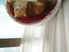 -猫咖时代(中山亭店)