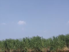 -白洋淀景区