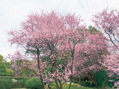 -八卦田遗址公园