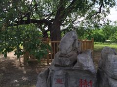 -御林古桑园