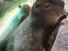 -萌宠奇缘