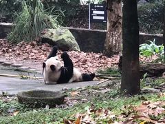 -都江堰中华大熊猫苑