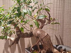 -禾珍珠家常小馆(河南博物院店)