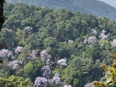 -梧桐山风景名胜区