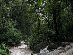-莫里热带雨林景区