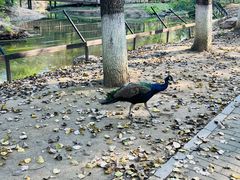 -沈阳鸟岛