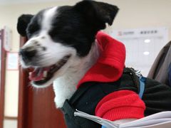 -艾贝尔宠物医院·24H转诊中心·肿瘤猫专科(江宁双龙店)