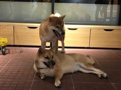 -柴犬高等学院·狗咖·柴犬售卖·宠物训练