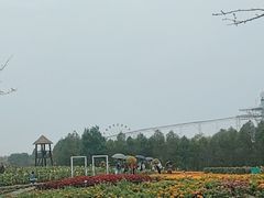 -金卉庄园