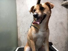 -PETKIT小佩宠物(昭化店)