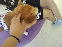 -怪兽屋·羊驼·猫咖·狗咖(俊华广场店)