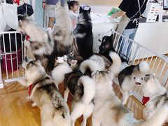 -Husky Go! 哈士奇体验馆·宠物咖啡厅狗咖