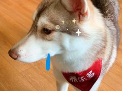 -Husky Go! 哈士奇体验馆·宠物咖啡厅狗咖