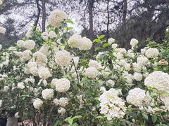 -铁山坪森林公园