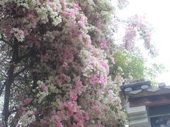 -深圳国际园林花卉博览园