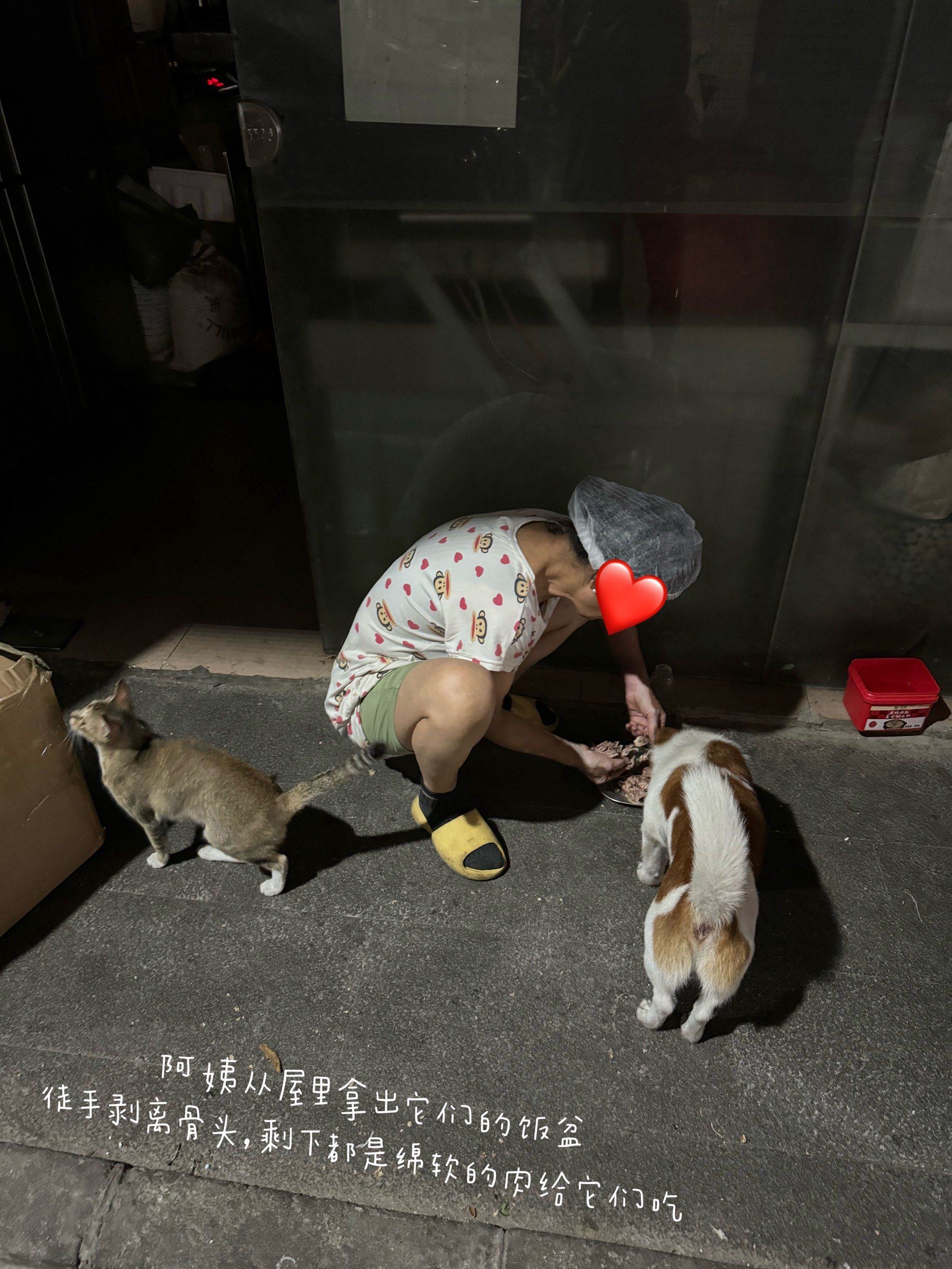 猫的徒手保定方法图片