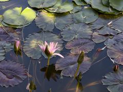 -国家植物园南园