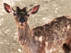 -石家庄市动物园