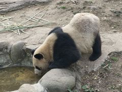 -都江堰中华大熊猫苑