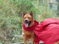 -超宠爱宠物摄影-Super pet